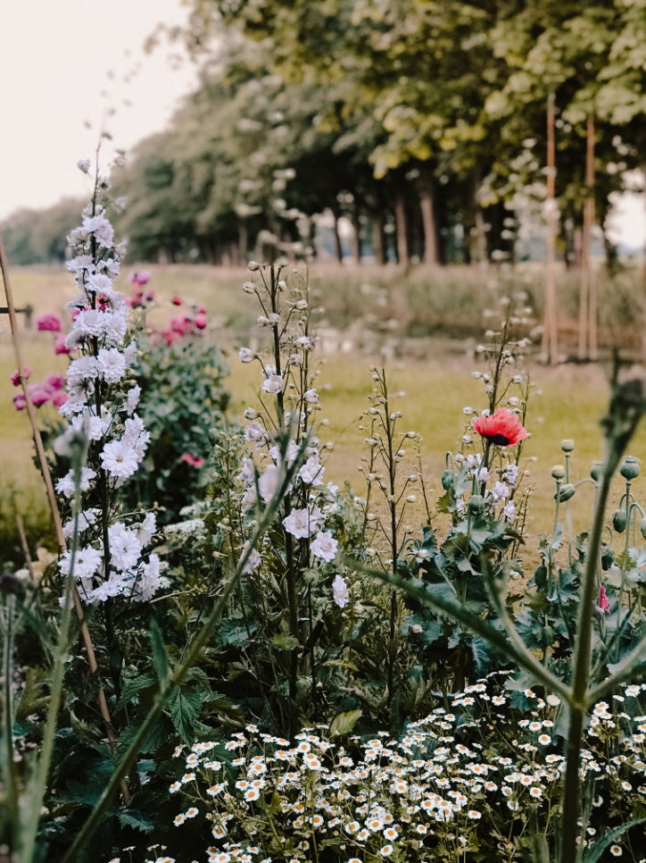 Foto van o.a roze papavers en kamille in de borders van B&B Erve Hasselo, een prachtige bloemenweelde om te bewonderen tijdens de zomer.