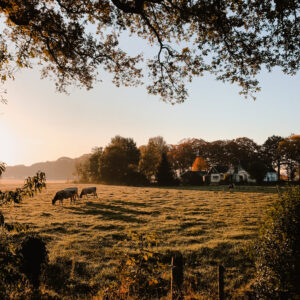Prachtige ondergaande zon boven een idyllisch weiland met grazende koeien, de betoverende omgeving waar onze minicamping van de B&B in Vorden zich bevindt.