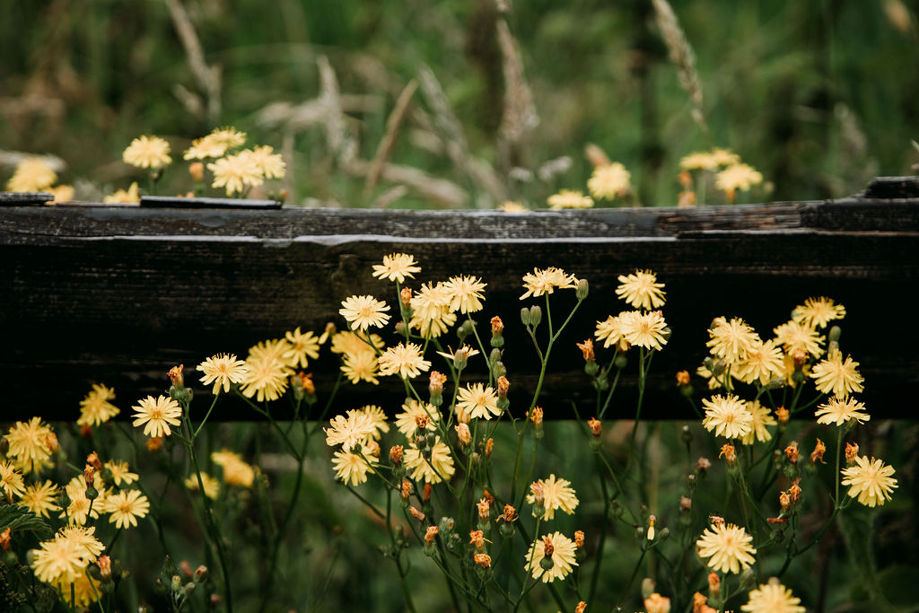 Gele bloemetjes in het gras. zomers en stil beeld uit de blog Zacht landen in de Achterhoek.